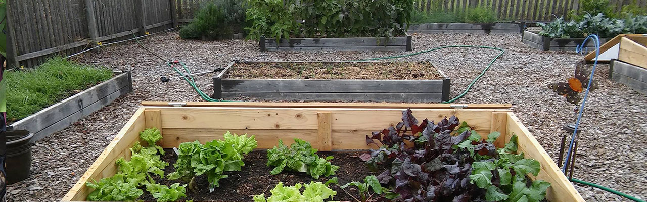 Picture of WCU Campus Garden