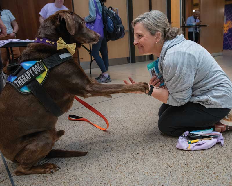 Muddy Puddles the therapy dog