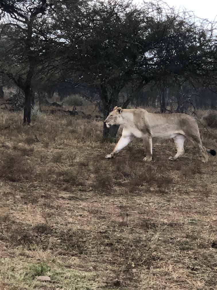 lioness