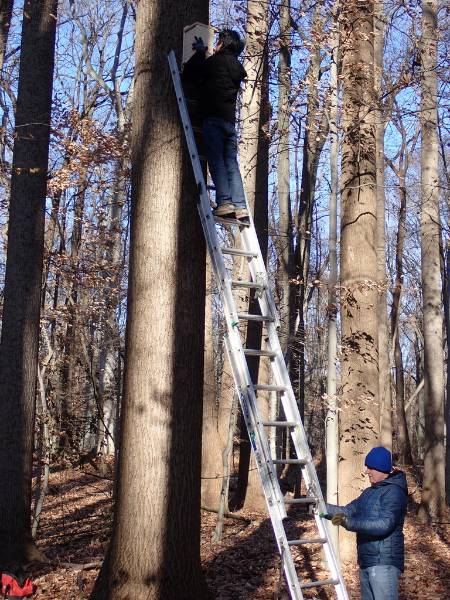 GNA Interns Lorenz Rustandi and Jack Ridenour installing one of the SFS Nest Boxes