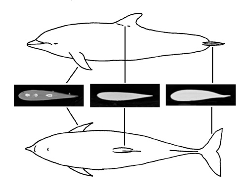 Dolphin Control Surface