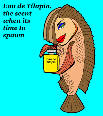 Eau de Tilapia, the scent when its time to spawn