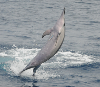 Spinner Dolphin