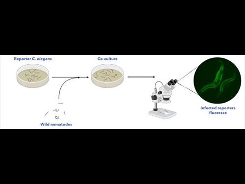 image of bacteria culture in petri dish along with microscope