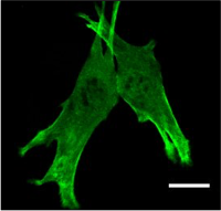 myoblast cell